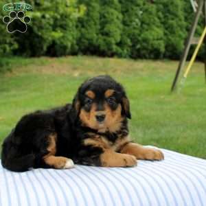 Nina, Mini Bernedoodle Puppy